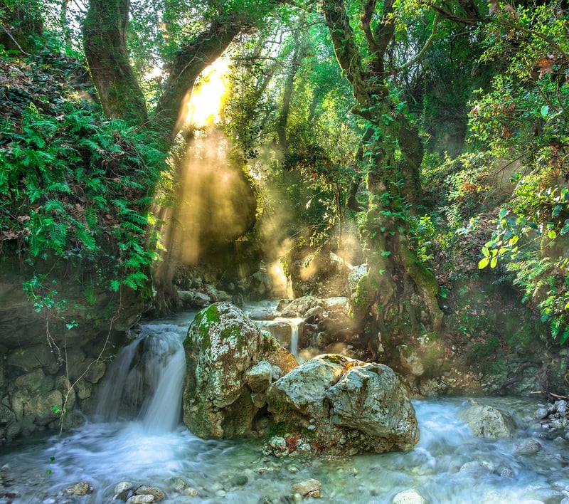 Environmental Conservationist